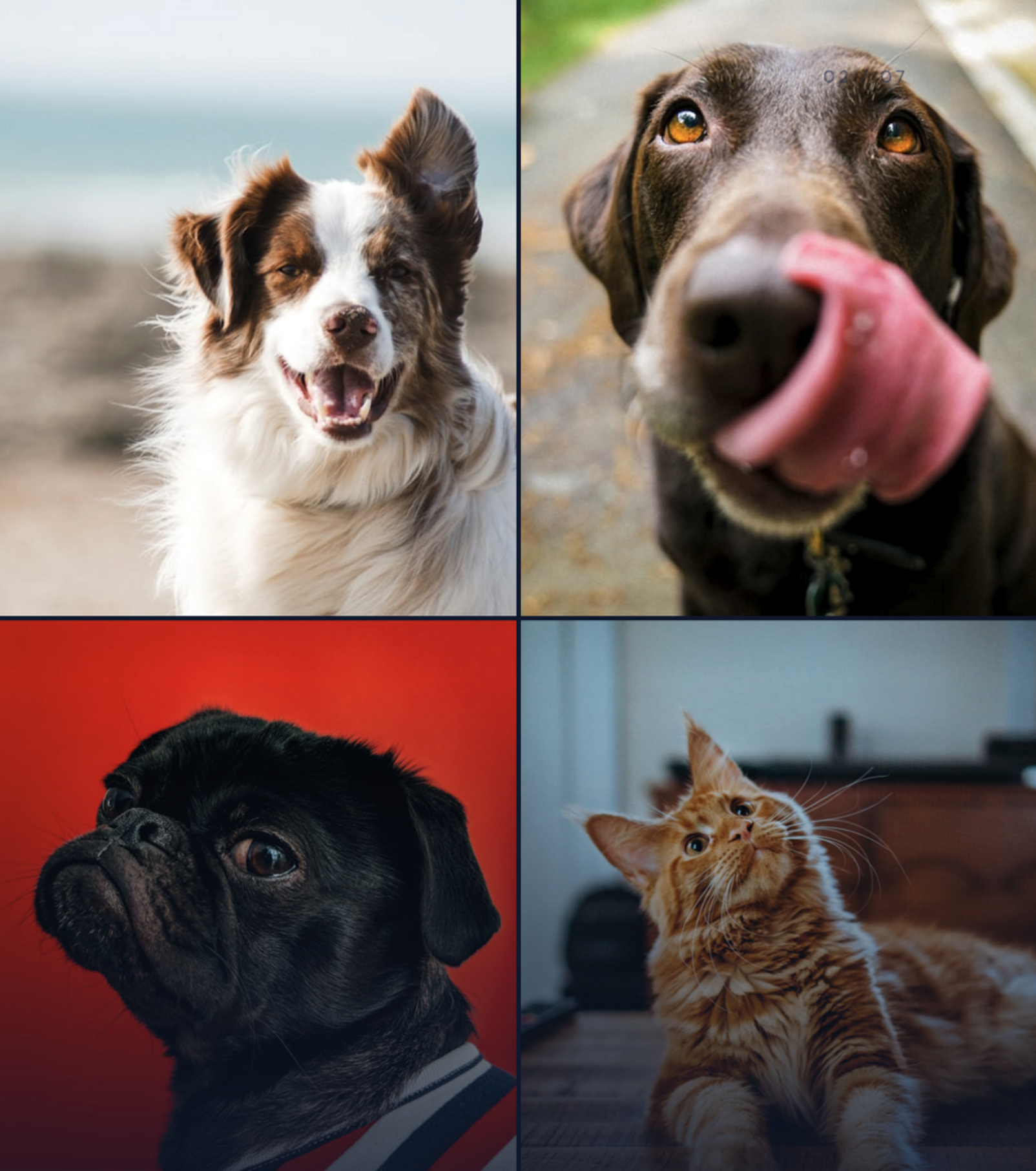 PFCH-Pet-Collage