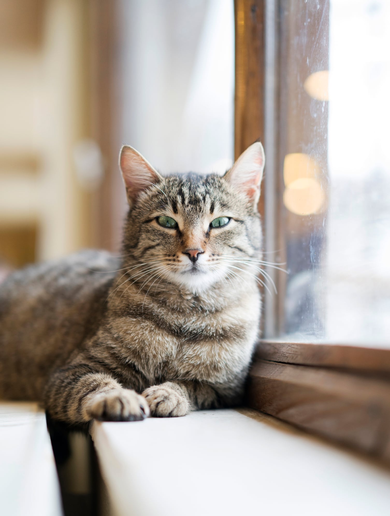 Stray-cat-laying-front-of-window-1573601211_1508x1993